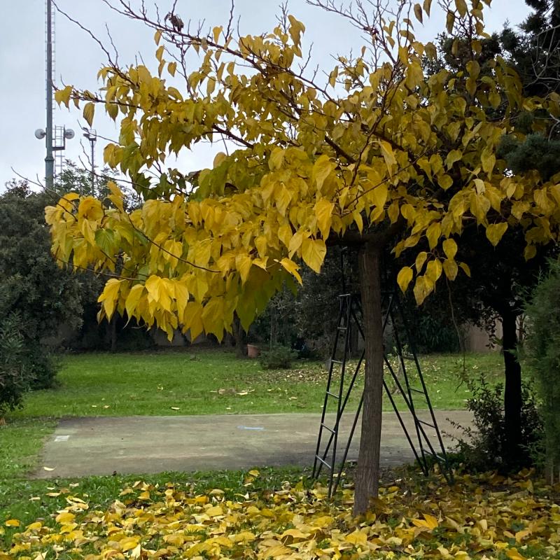Fotosegnalazione di Pula
