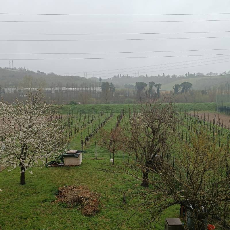 pioggia moderata con forti raffiche di vento .