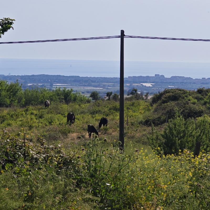 Fotosegnalazione di Cerveteri