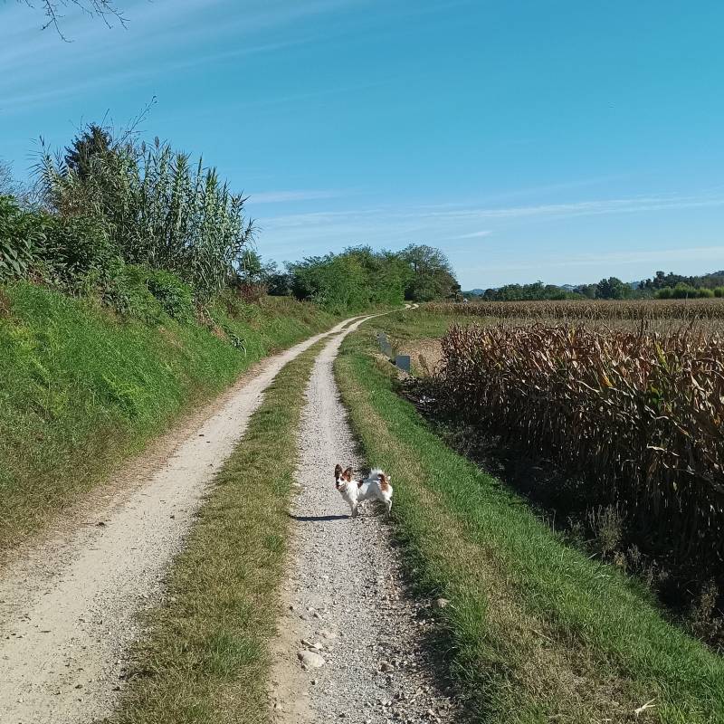 Fotosegnalazione di Cervere