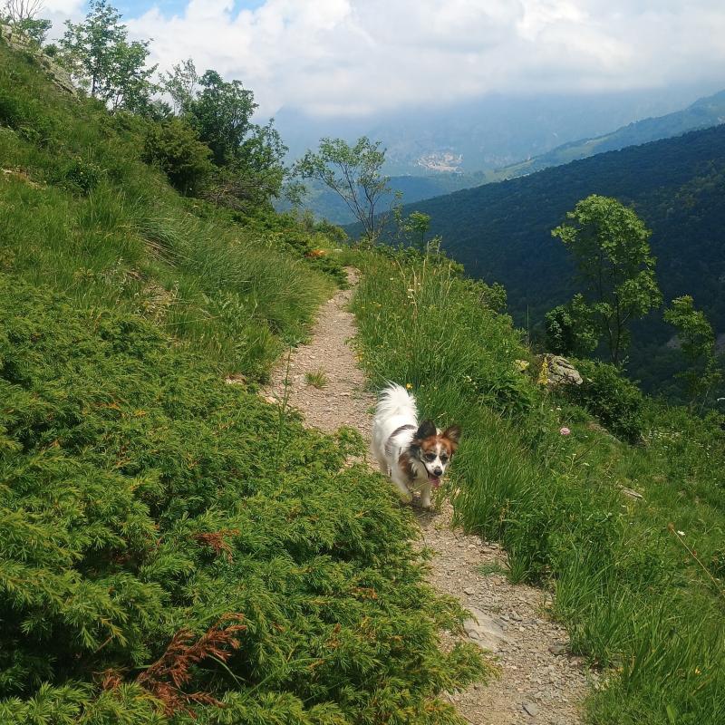 Fotosegnalazione di Limone piemonte