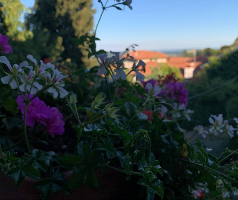Fotosegnalazione di Madonna del sasso