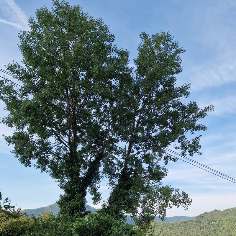 Fotosegnalazione di Varese ligure