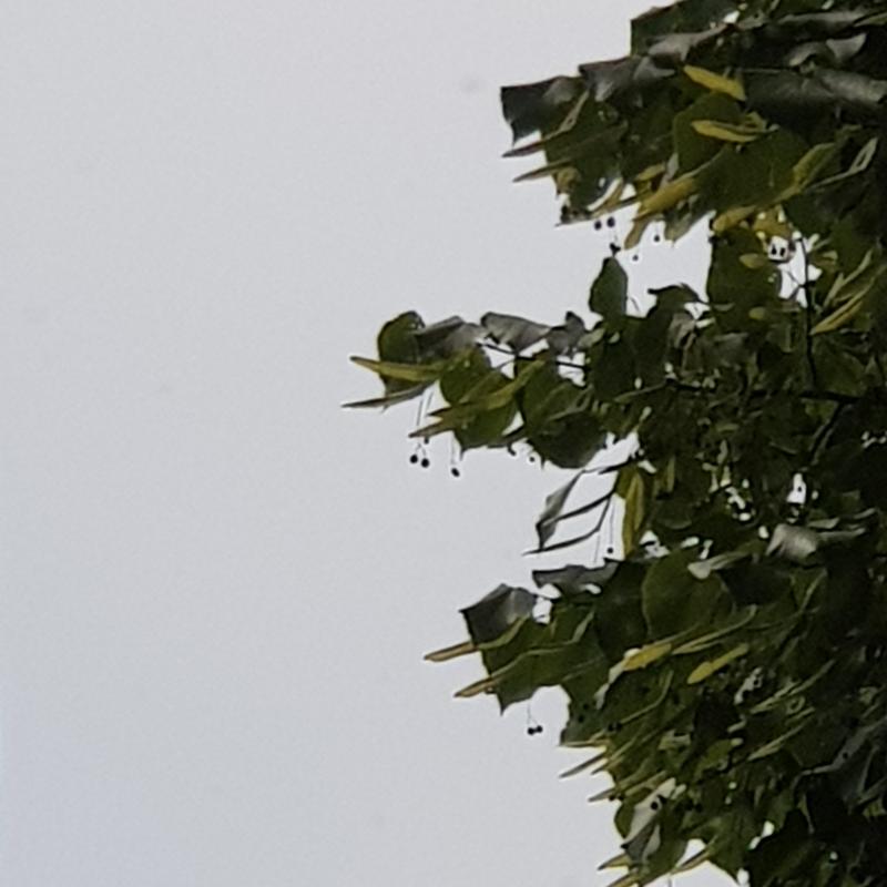 Fotosegnalazione di Rho