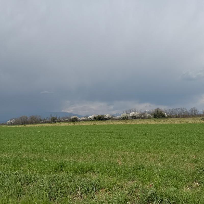 Fotosegnalazione di Trezzano rosa