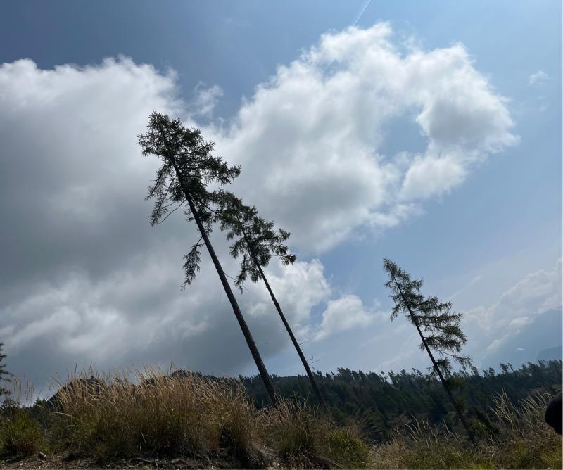 Fotosegnalazione di Vetriolo