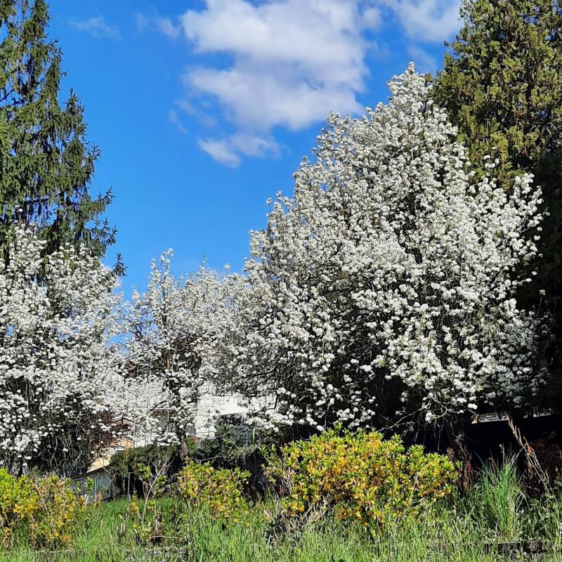 trionfo di primavera