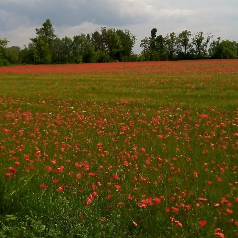 Campo di grano con papaveri