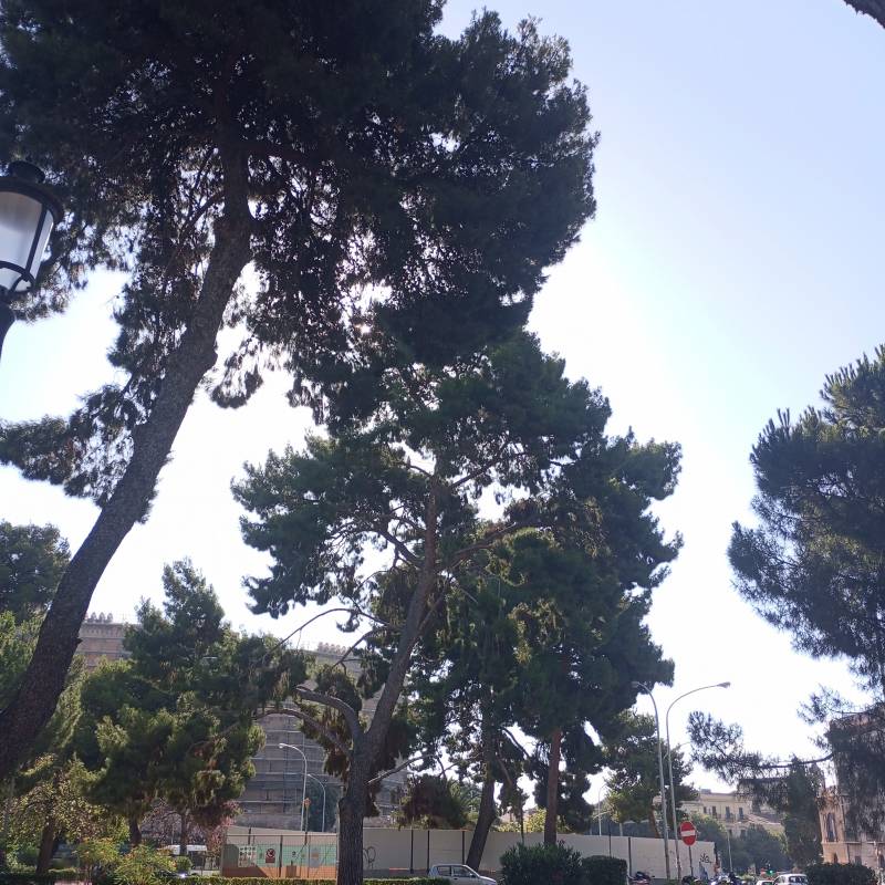 Fotosegnalazione di Palermo palazzo reale - monte di pieta'