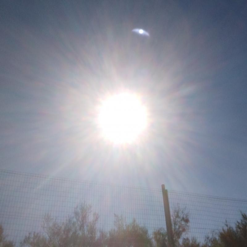 Fotosegnalazione di Rosolina mare