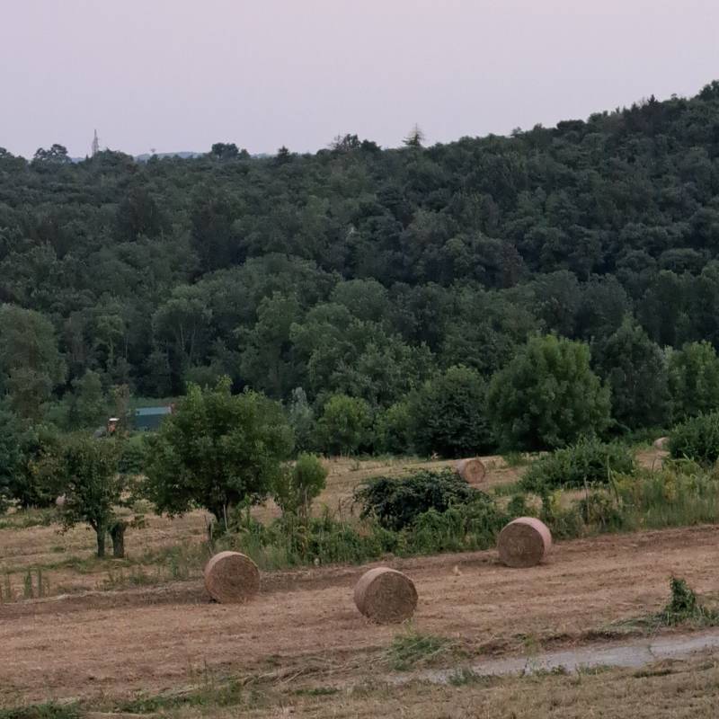 Fotosegnalazione di Pare'