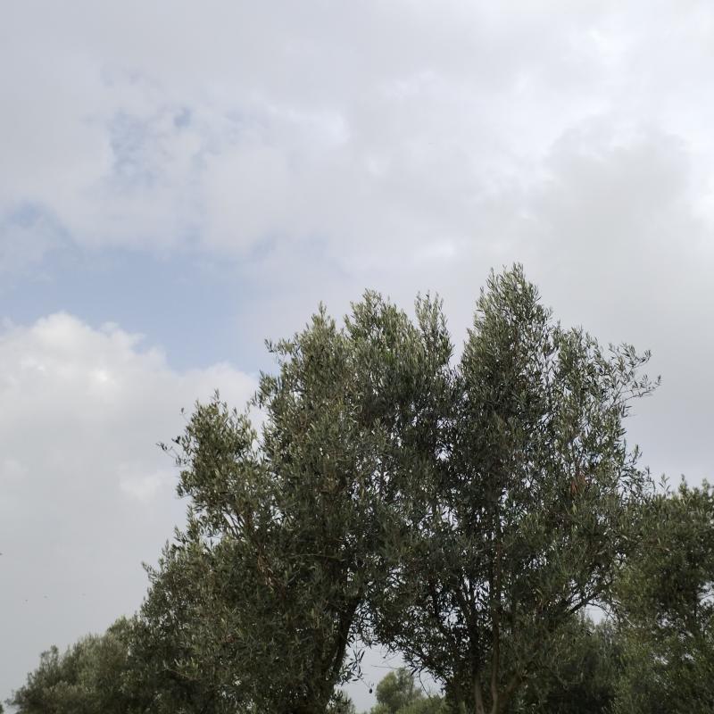 Fotosegnalazione di Comiso