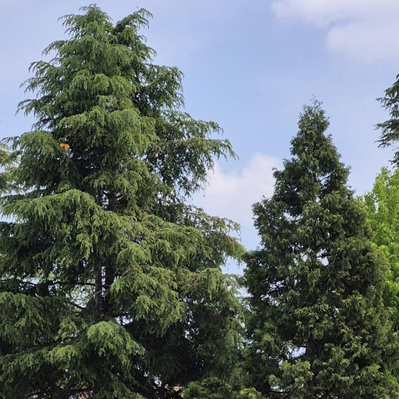 Fotosegnalazione di San dona' di piave