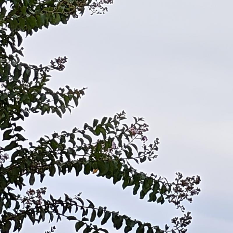 Fotosegnalazione di Maclodio