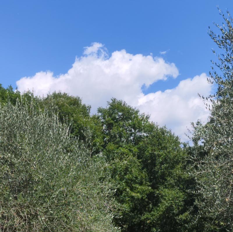 Cielo quasi sereno