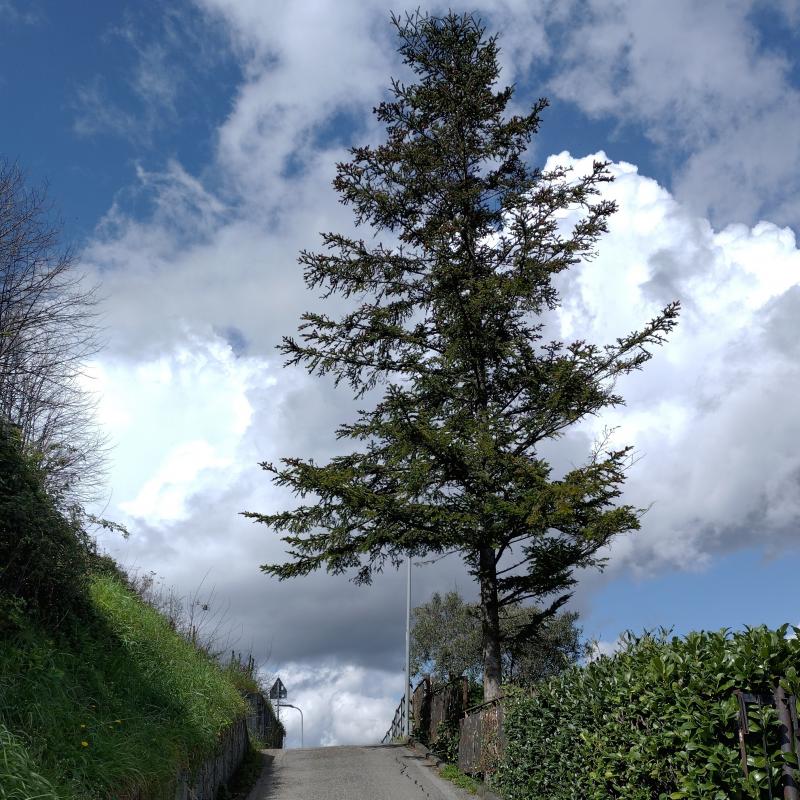 Fotosegnalazione di Vezzano ligure