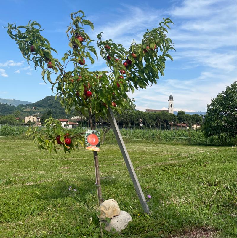 Fotosegnalazione di Gussago