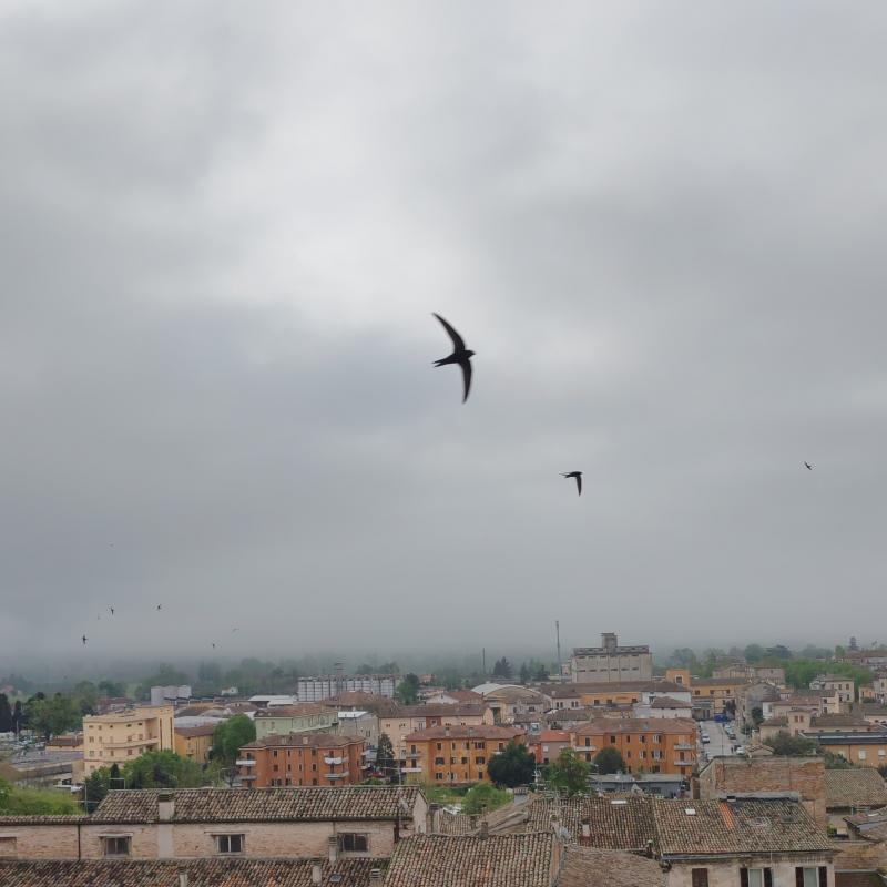 Fotosegnalazione di Jesi