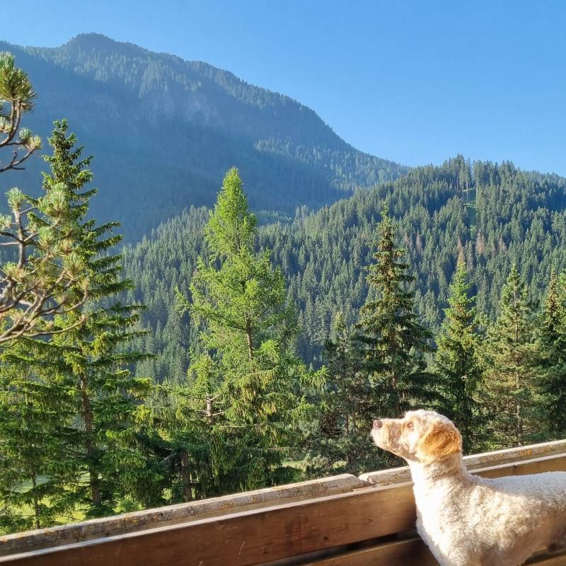 Mazzin di fassa