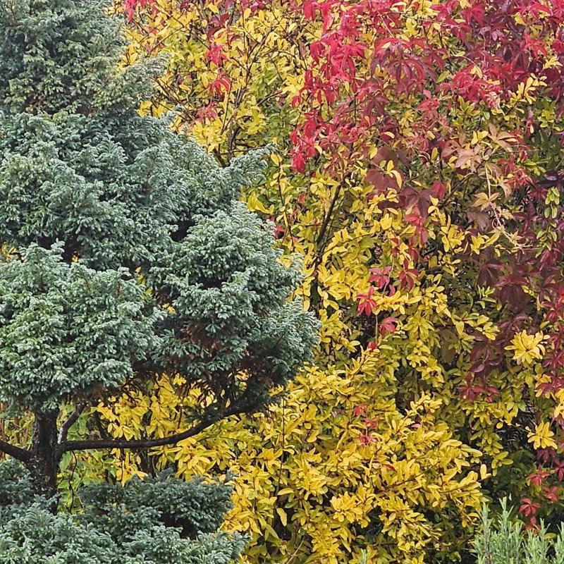 colori d'autunno
