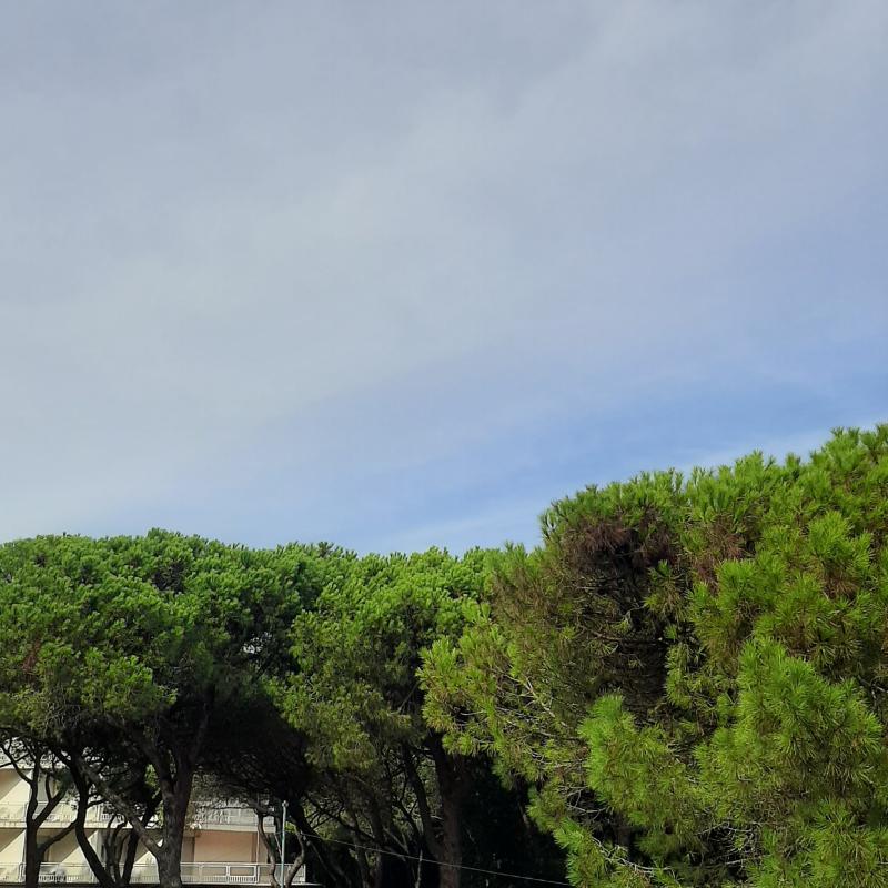 Rosolina mare