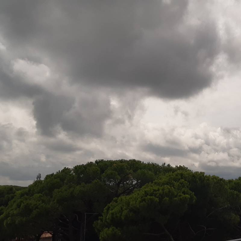 Fotosegnalazione di Rosolina mare