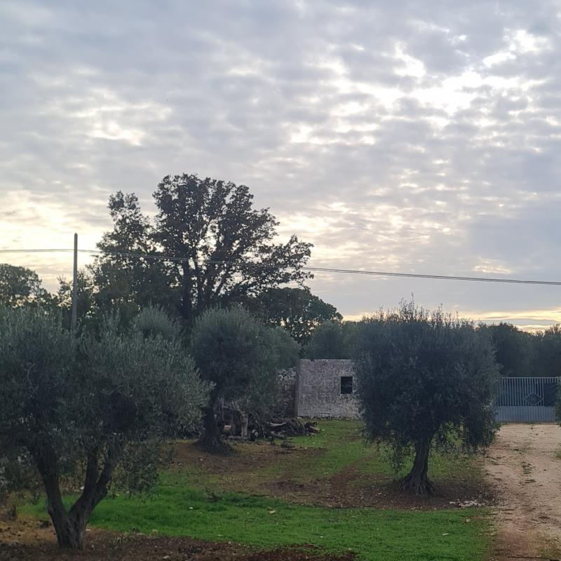 Fotosegnalazione di Cisternino