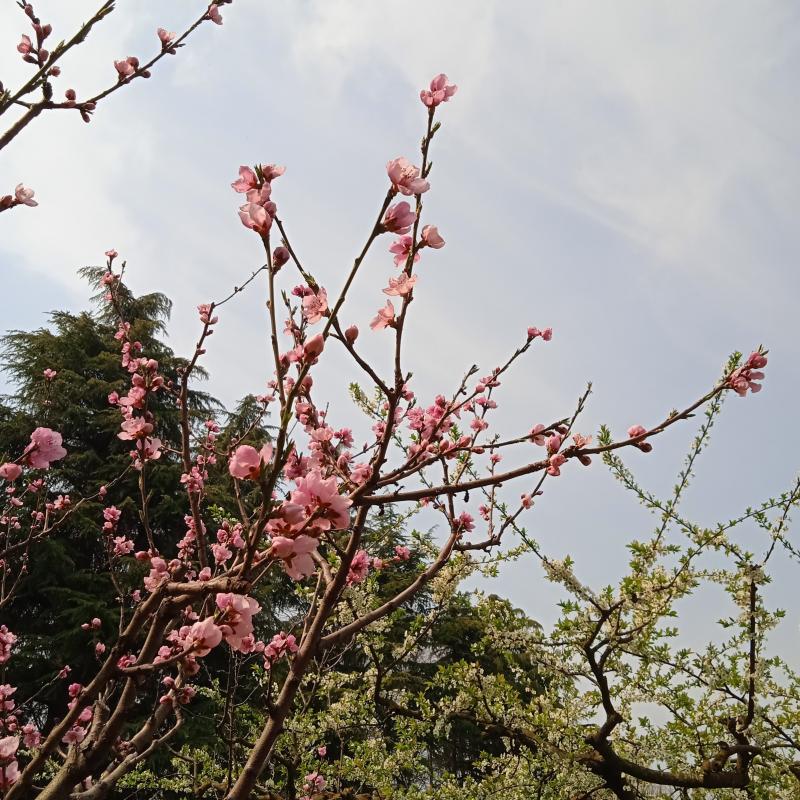 Pesco primavera