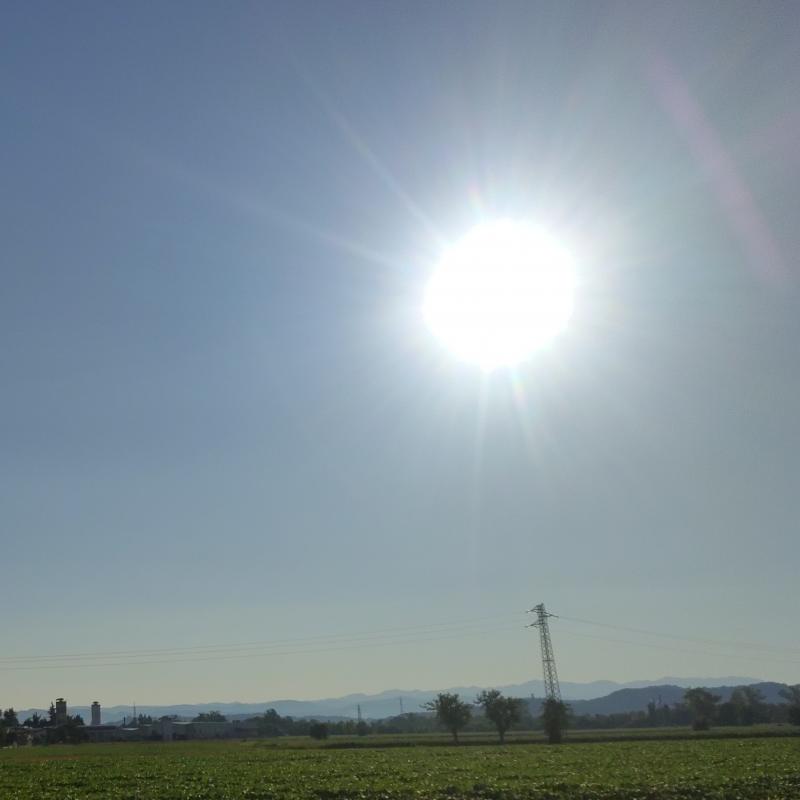 sole