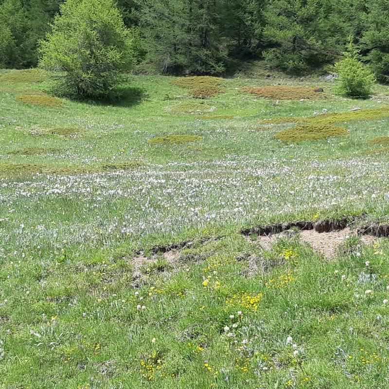Sestriere spianata di narcisi