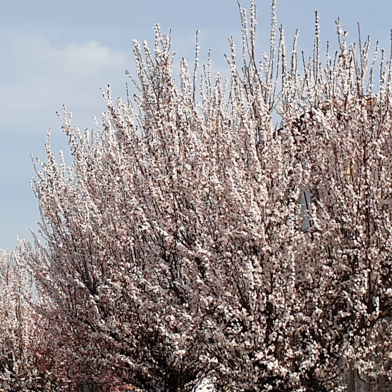 tripudio di fiori