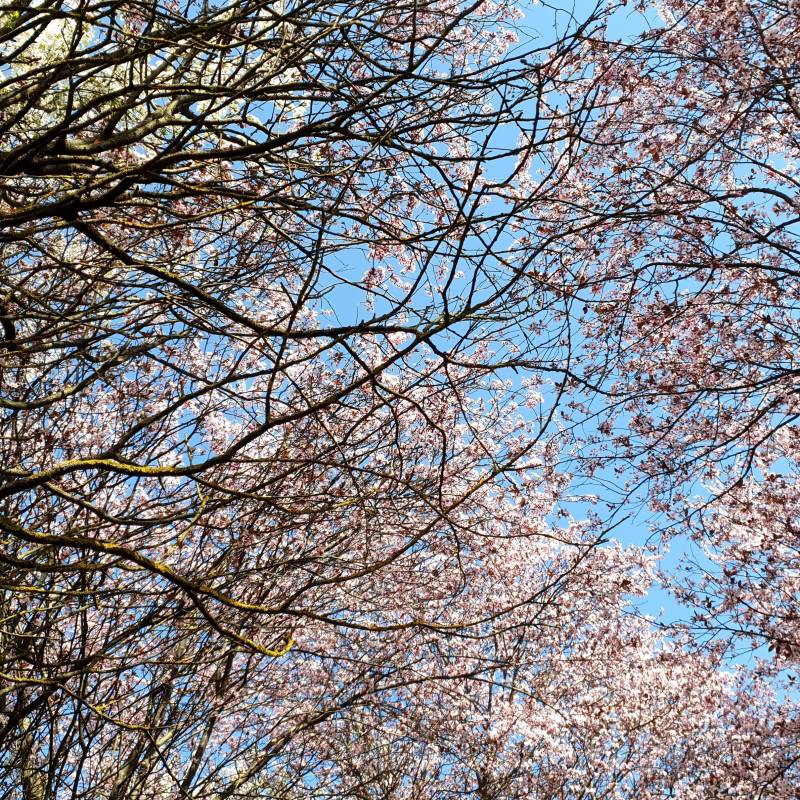 grazie per il cielo e per i fiori