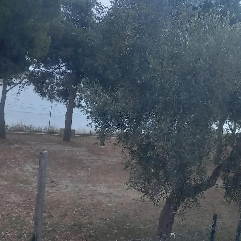 Fotosegnalazione di Mattinata