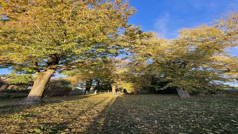 il parco