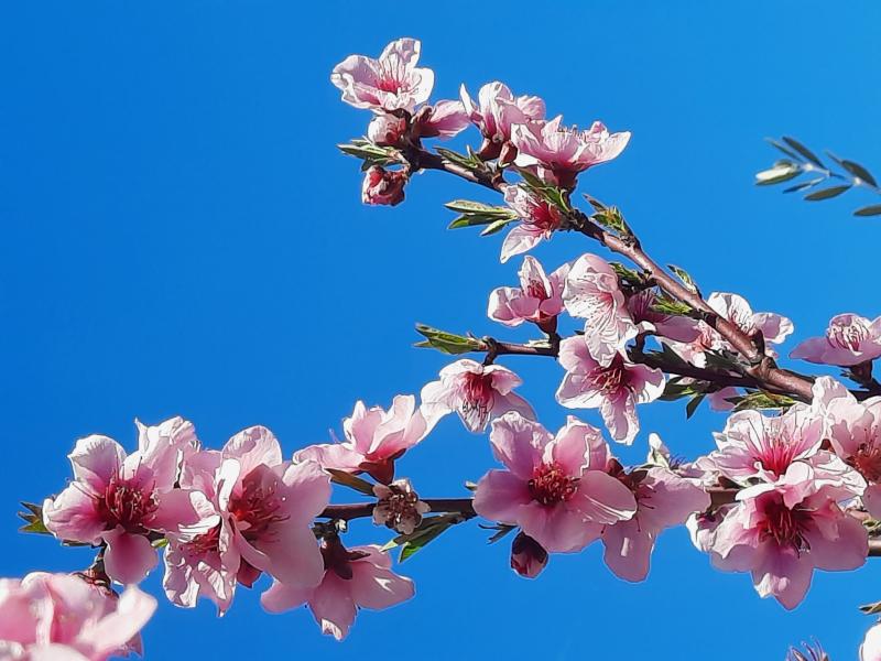 arriva la primavera..