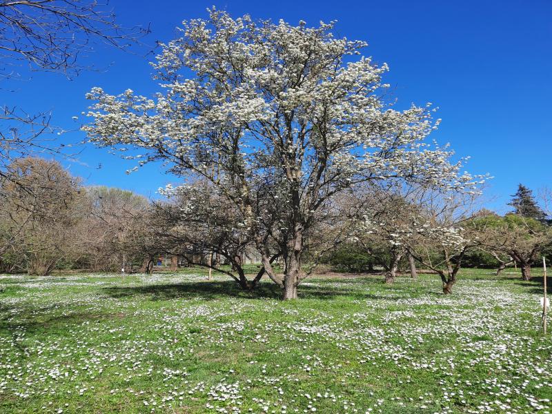 al bosco didattico e' gia' primavera