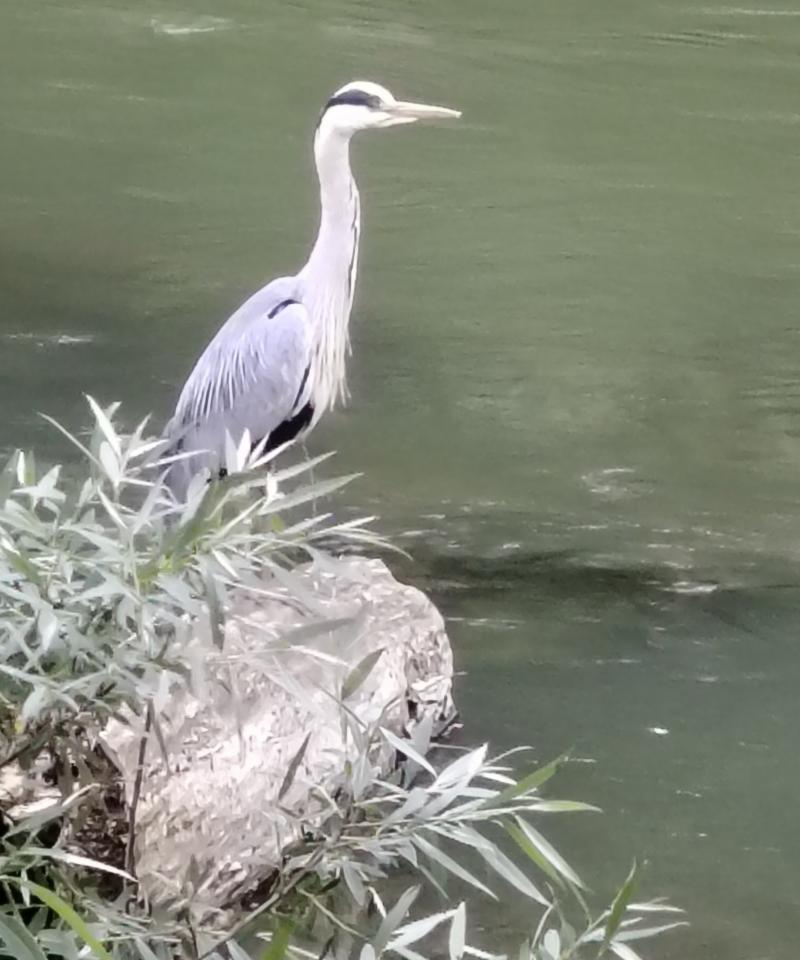 airone in attesa