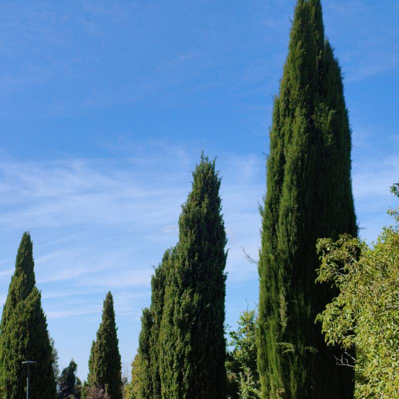 Fotosegnalazione di Seggiano