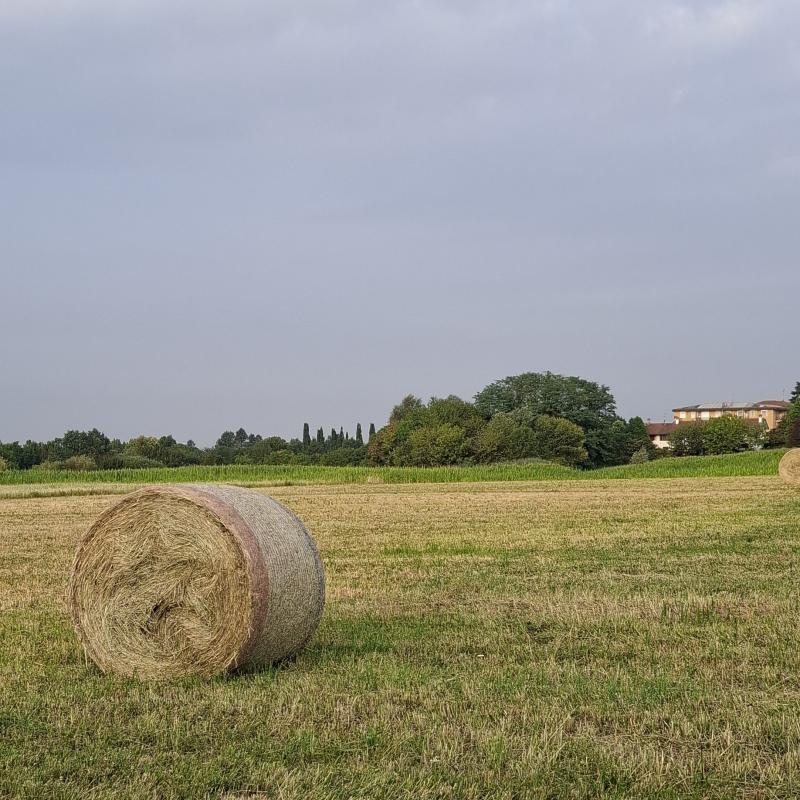 Alba
