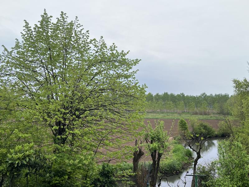 Lacchiarella