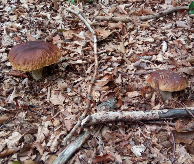funghi Osiglia