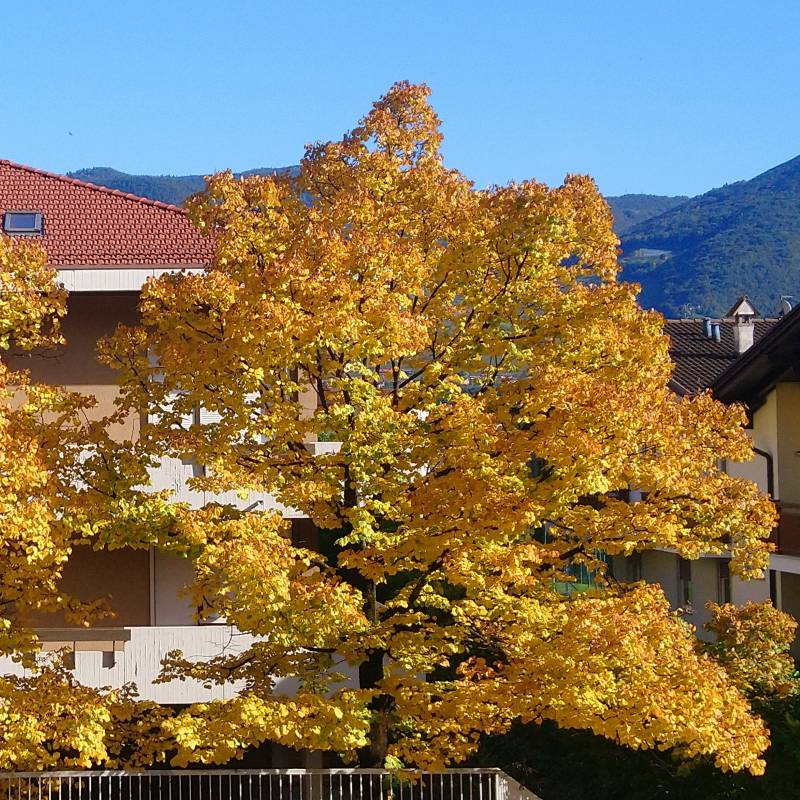 Fotosegnalazione di Mezzocorona