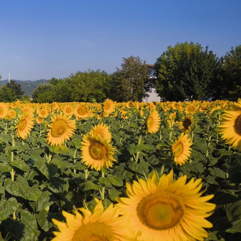 giornata di sole