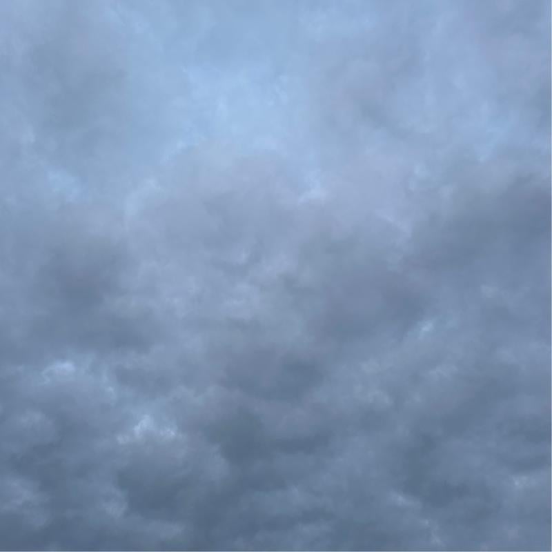 Fotosegnalazione di Chiopris viscone