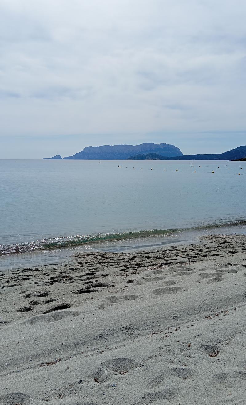 spiaggia squalo