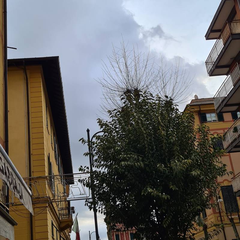 Fotosegnalazione di Santa margherita ligure