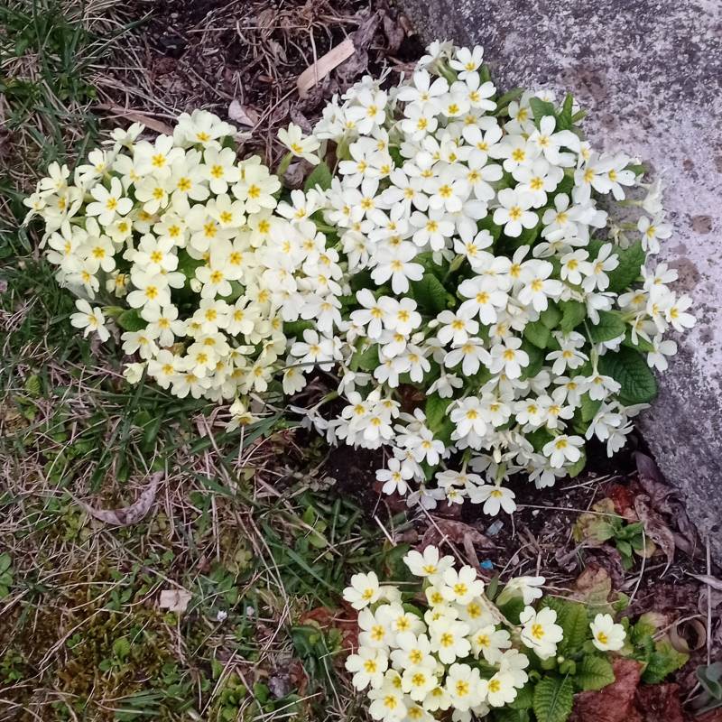 Buona primavera