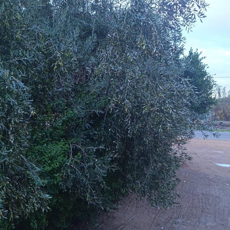 Fotosegnalazione di Sidi aissa ben ali