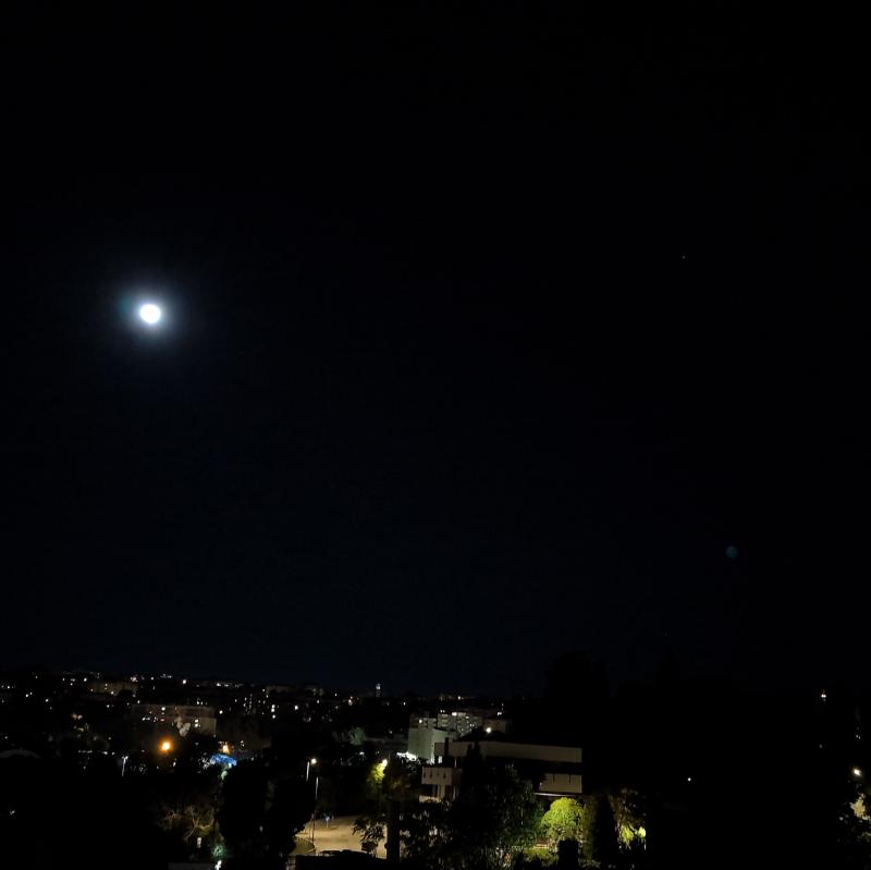Fotosegnalazione di Ancona posatora - pinocchio