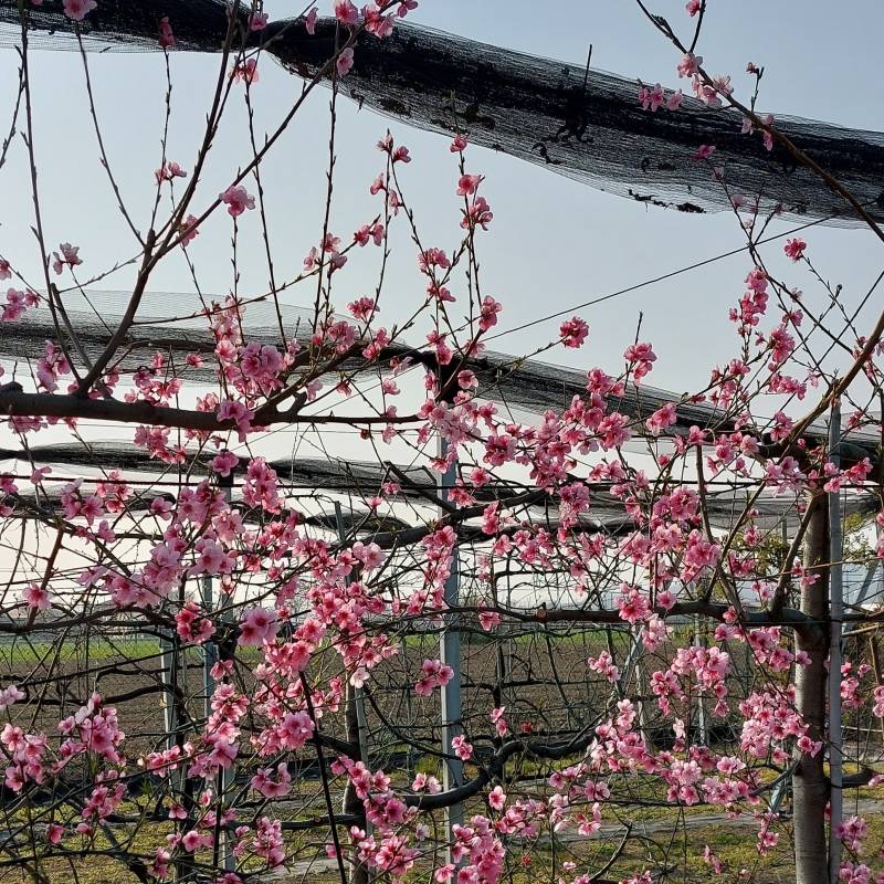 Fioritura di pesco su cielo sereno leggermente velato temperatura al sole 31 gradi arpeggio.